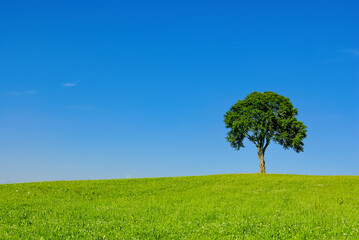 Fototapeta na wymiar Single Tree In Rural Area - Single tree on a hill in a rural area in summer.