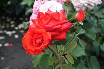 2 red flowers and a bud of red rose in June