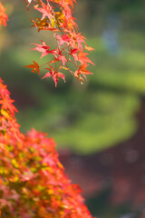 秋の綺麗な鮮やかな紅葉の風景