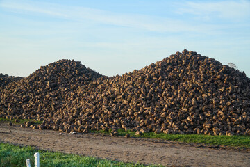 A pile of sugar beet at the roadside next to the field were they are temporarily stored after harvested and await transport to the factory