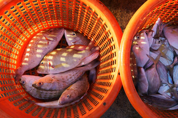 fish freshly caught