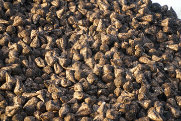 Closeup of a large pile of just harvested sugar beet