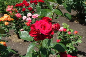 Bloom of bright red roses in June
