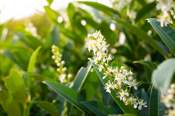 Flowering cherry laurel with sun, Prunus laurocerasus