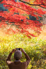 秋の公園で紅葉を撮影しているシニア男性の姿