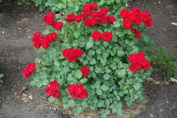 Blooming red rose bush in the garden in June