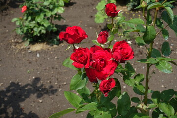 Branch of rose bush with red flowers in June