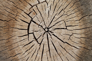 Tree old sawcut with rings and cracks. Wooden texture background