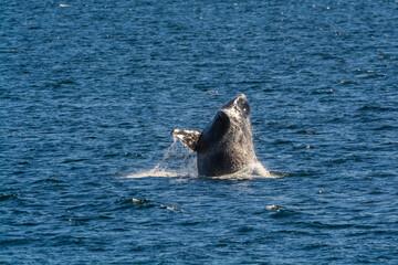 Obraz premium Whale jumping behavior in Peninsula Valdes Patagonia, Argentina