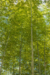 秋の緑色の竹林の風景