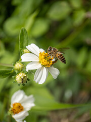 Close-up of honey bee pollinating on flower