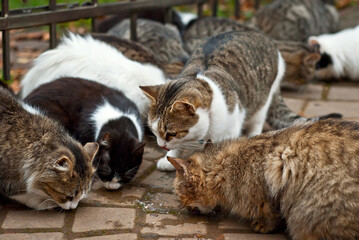 A pack of stray cats eats from the asphalt. Many stray cats close up. Multicolored cats eat food.