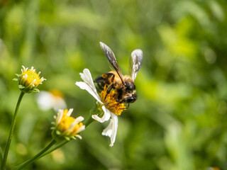 Close-up of honey bee pollinating on flower