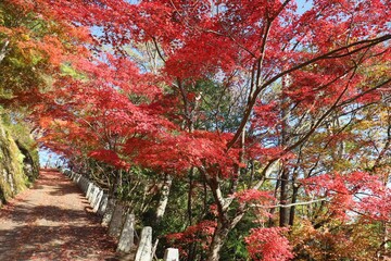 奈良県　吉野山の紅葉