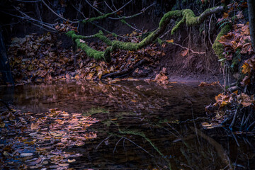 Landscape of Lithuanian forest