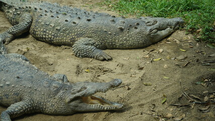Cocodrilos
