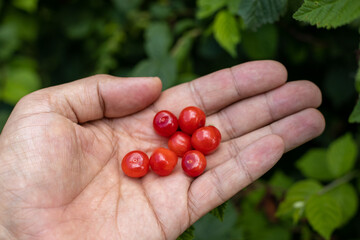 Japanese Cherry berries on a hand of a farmer. Authentic farm series