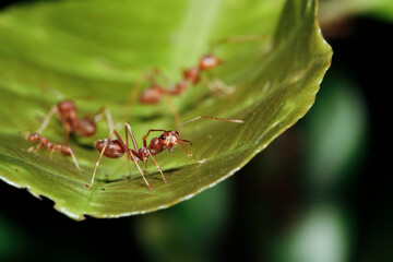 Close up red ant on green leaf in nature at thailand