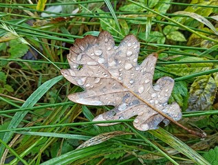 leaf on the snow