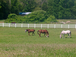 horses grazing in a field