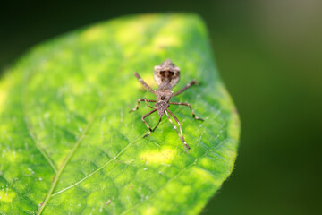 Stink bug on green leaves, North China