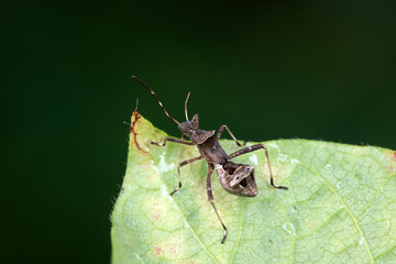 Stink bug on green leaves, North China