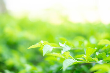 Close-up of Fresh green leaves nature blurred the greenery background in the garden. Landscape of natural light green leaf plants with empty copy space for design wallpaper. Nature concept.