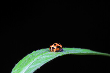 ladybugs pupa on green leaves, North China