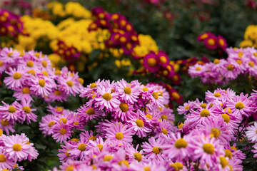 Obraz premium Background of colorful chrysanthemums close-up. Beautiful bright pink, yellow, red chrysanthemums bloom in the garden in autumn. Macrophotography of flowers. Background of autumn flowers. Copy space