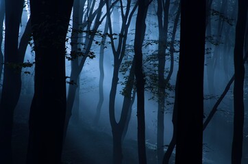 Leśne mgły