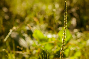 A wild Flower on summer or autumn nature Background.