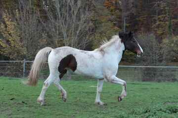 Pferd auf der Weide im Trab