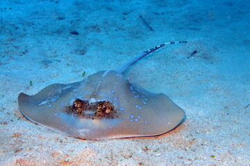 Blue spotted sting ray