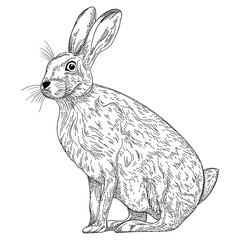 Forest animals. Hare. Line art. Hatching. Engraving. Isolated vector illustration.