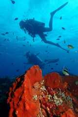 Scuba divers above the reef