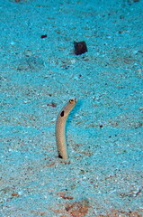 Garden eel