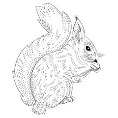 Forest animals. Squirrel. Line art. Hatching. Engraving. Isolated vector illustration.