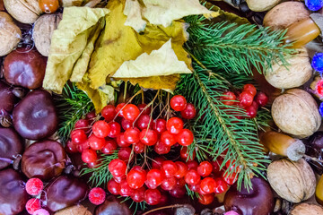 Beautiful autumn composition with the viburnum berries and nuts