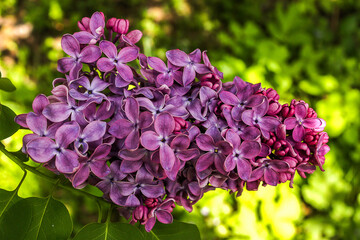 Fototapeta premium flowers in the garden