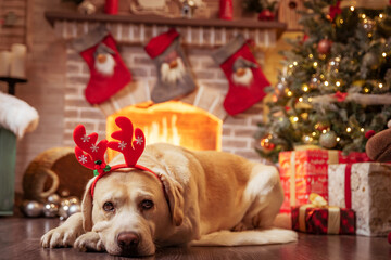 Yellow Labrador Retriever laying in front of Christmas fireplace