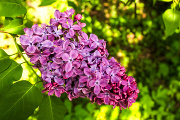 
A bush of lush fragrant lilacs during flowering close-up.