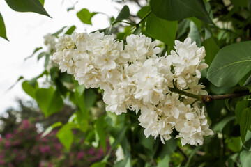 white flowers of a tree