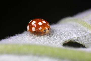 ladybug on green leaves, North China