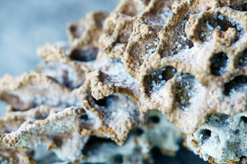 Close up of termite hill