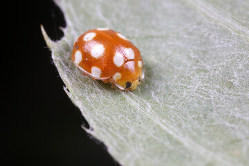 ladybug on green leaves, North China