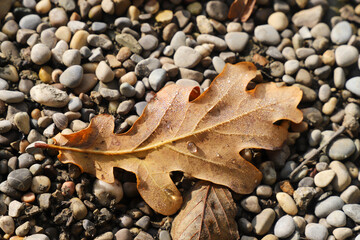 Herbstblatt am Boden