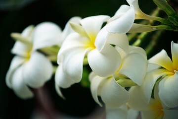 Fototapeta na wymiar white frangiapani flower