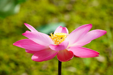 Fototapeta premium pink lotus flower