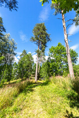 Forest with tall pine trees in summer sunny day