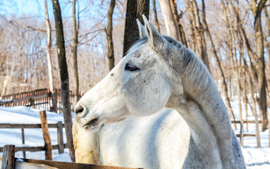 Head of white horse at the farm in winter